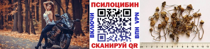 Псилоцибиновые грибы прущие грибы  купить закладку  кракен   Щёкино 